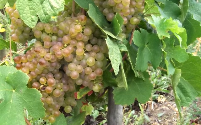 Marsanne