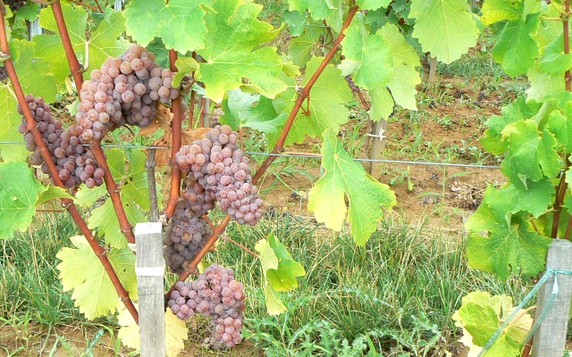 Sauvignon Gris