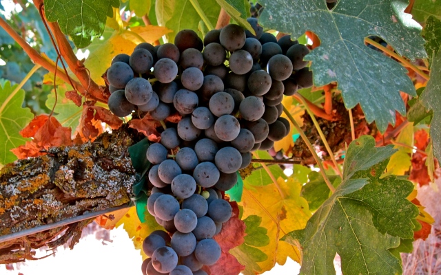 Tempranillo