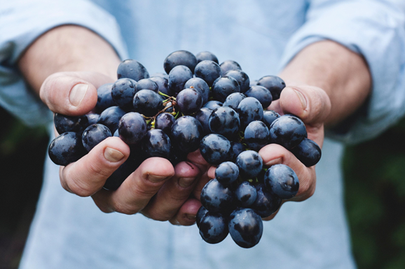 Branch of Grapes